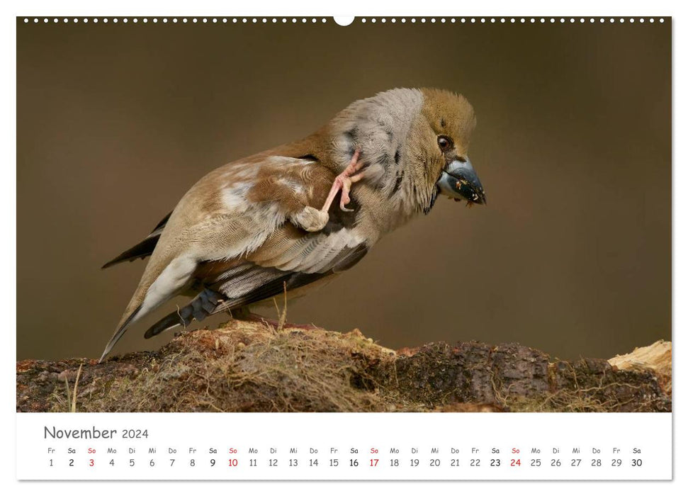 Bardes à plumes - oiseaux chanteurs de notre région (Calendrier mural CALVENDO Premium 2024) 