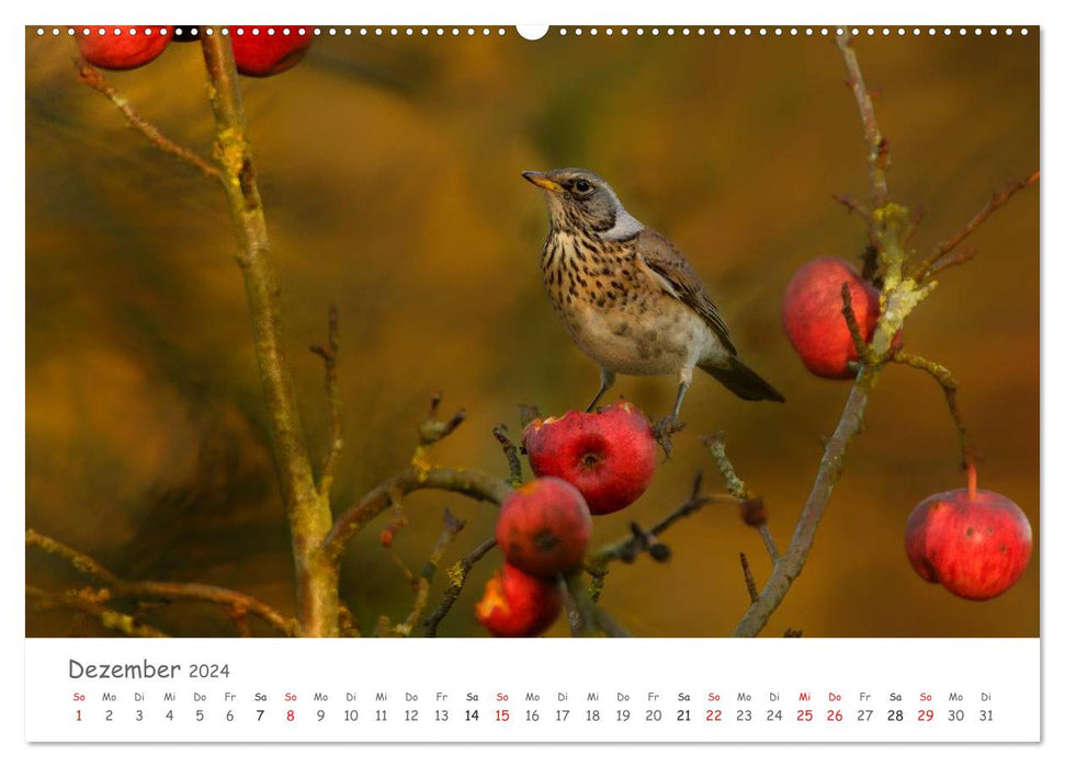 Bardes à plumes - oiseaux chanteurs de notre région (Calendrier mural CALVENDO Premium 2024) 