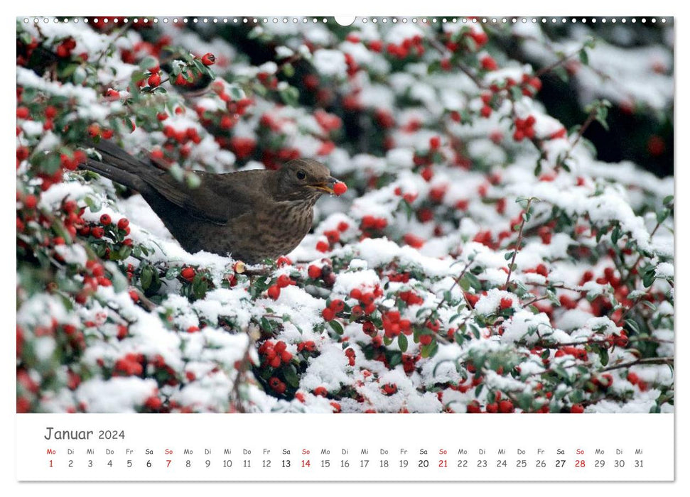 Bardes à plumes - oiseaux chanteurs de notre région (Calendrier mural CALVENDO Premium 2024) 