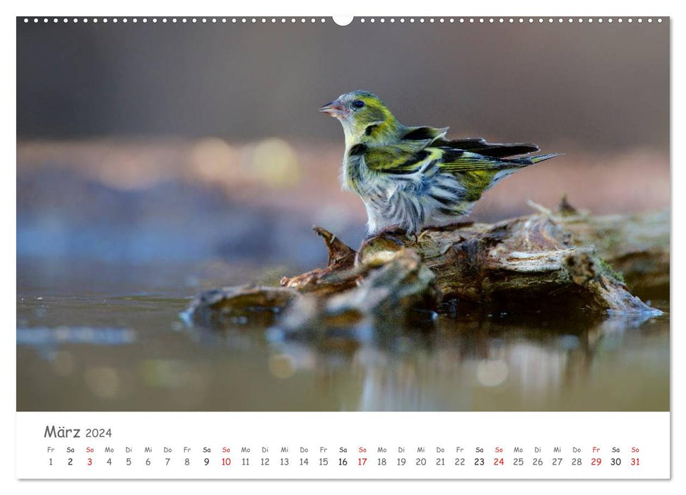 Bardes à plumes - oiseaux chanteurs de notre région (Calendrier mural CALVENDO Premium 2024) 