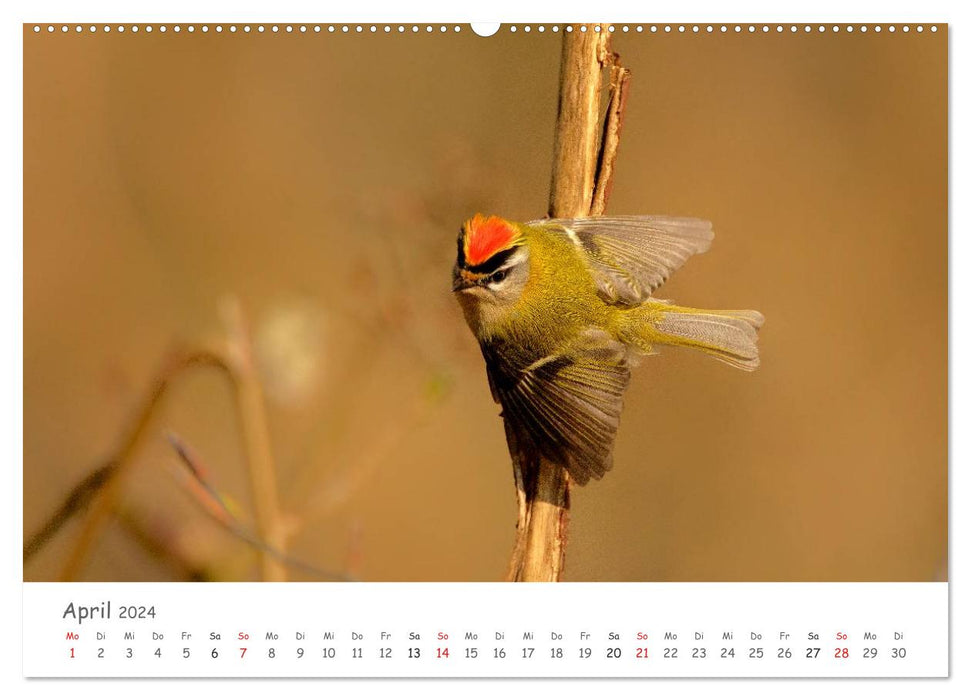 Bardes à plumes - oiseaux chanteurs de notre région (Calendrier mural CALVENDO Premium 2024) 