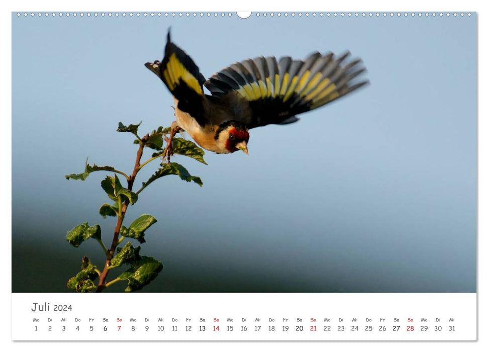 Bardes à plumes - oiseaux chanteurs de notre région (Calendrier mural CALVENDO Premium 2024) 