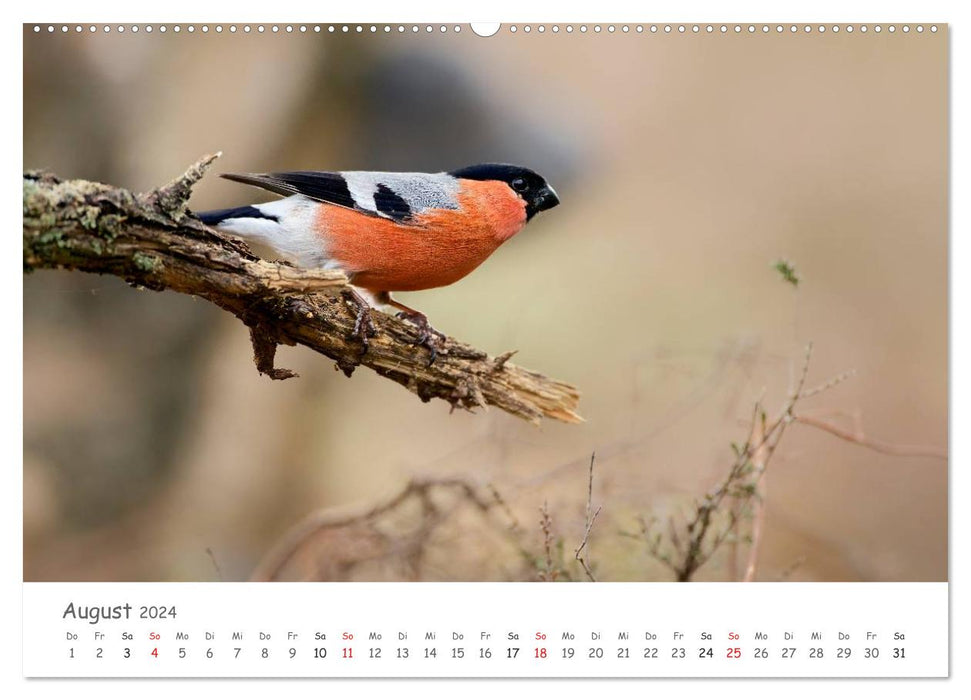 Bardes à plumes - oiseaux chanteurs de notre région (Calendrier mural CALVENDO Premium 2024) 