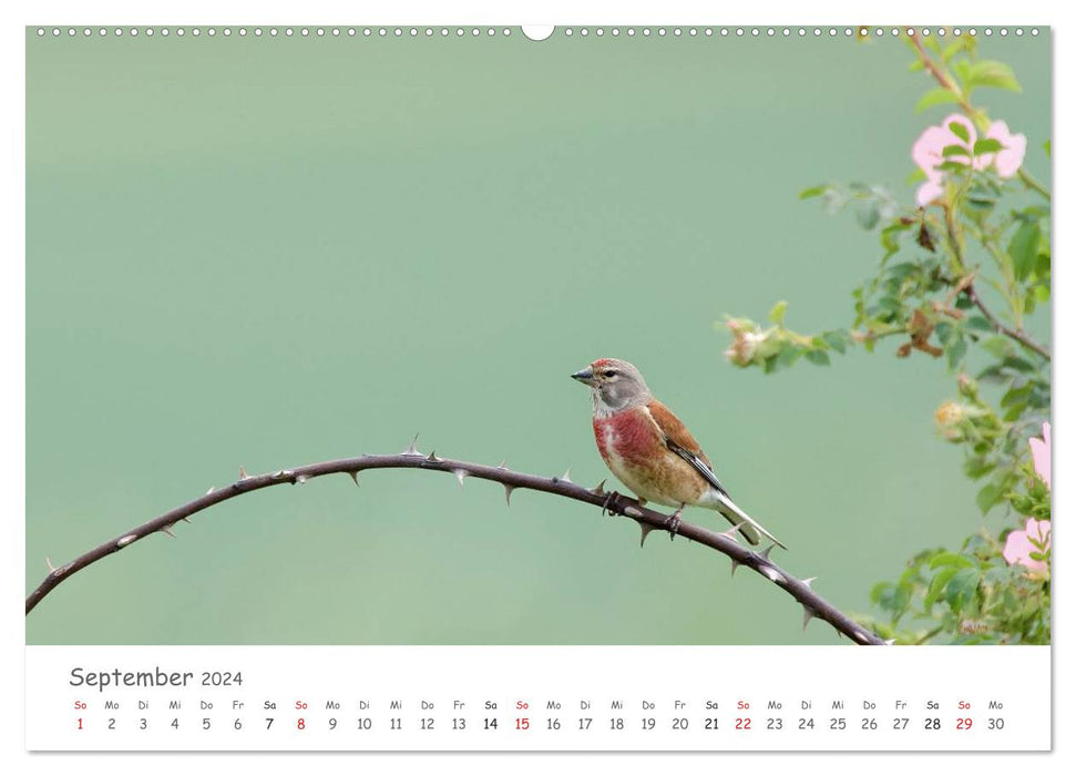 Bardes à plumes - oiseaux chanteurs de notre région (Calendrier mural CALVENDO Premium 2024) 