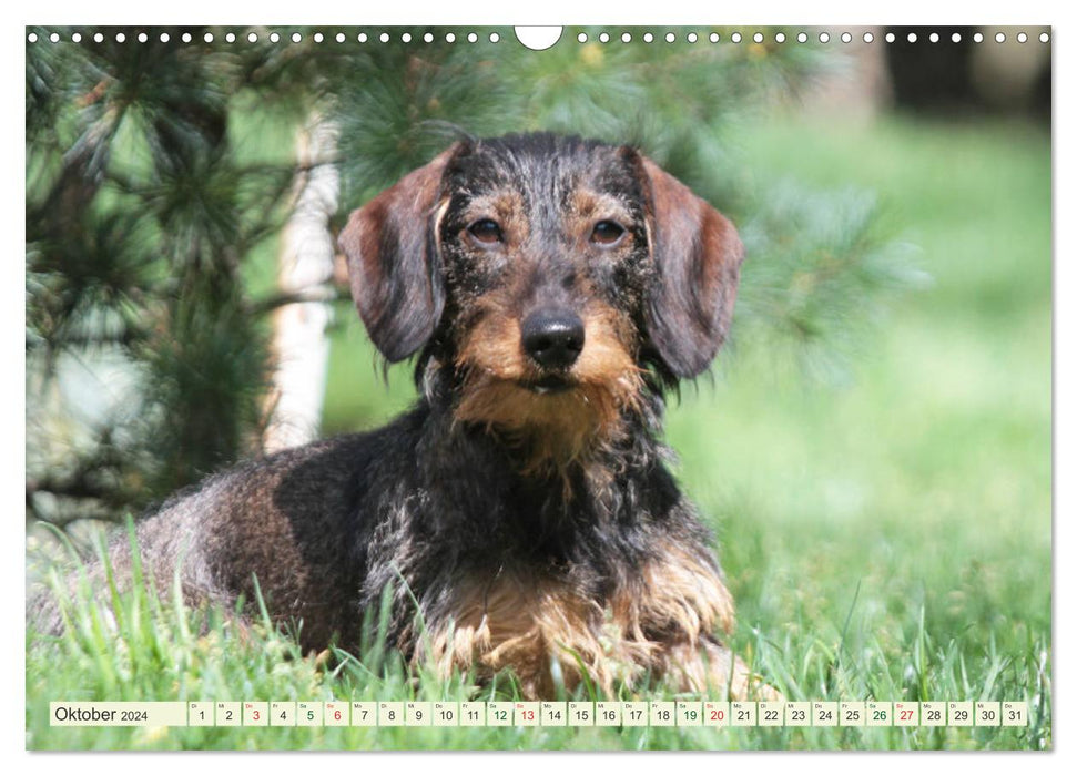 Lovable bullies - rough-haired dachshunds (CALVENDO wall calendar 2024) 