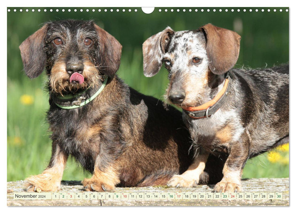 Lovable bullies - rough-haired dachshunds (CALVENDO wall calendar 2024) 