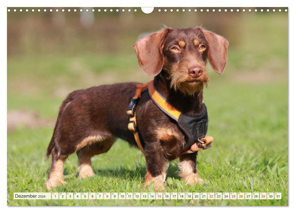 Lovable bullies - rough-haired dachshunds (CALVENDO wall calendar 2024) 