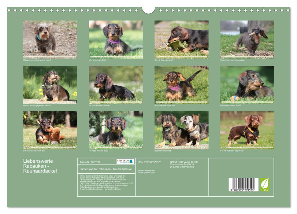 Lovable bullies - rough-haired dachshunds (CALVENDO wall calendar 2024) 