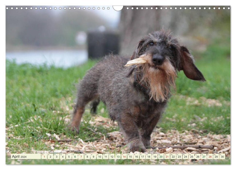 Lovable bullies - rough-haired dachshunds (CALVENDO wall calendar 2024) 