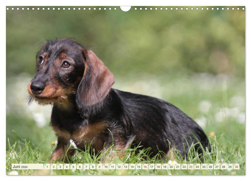 Lovable bullies - rough-haired dachshunds (CALVENDO wall calendar 2024) 