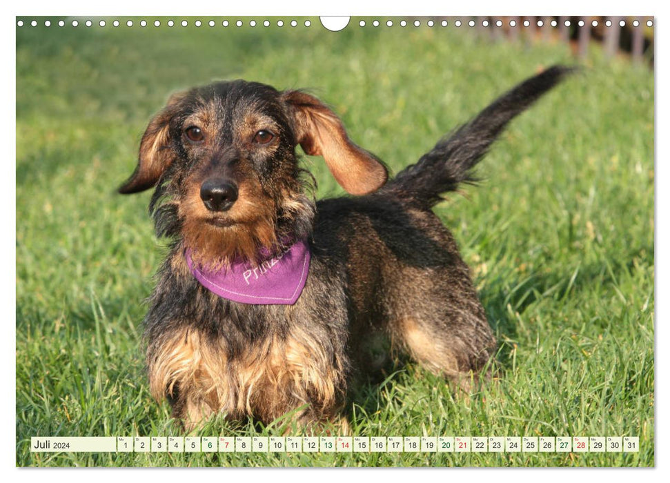 Lovable bullies - rough-haired dachshunds (CALVENDO wall calendar 2024) 