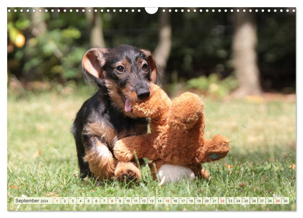 Lovable bullies - rough-haired dachshunds (CALVENDO wall calendar 2024) 