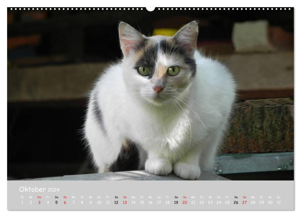 Katzen des Südens (CALVENDO Wandkalender 2024)