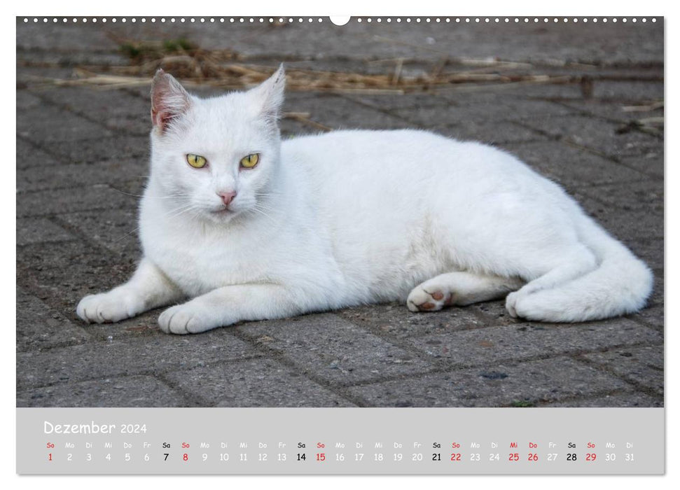 Cats of the South (CALVENDO wall calendar 2024) 