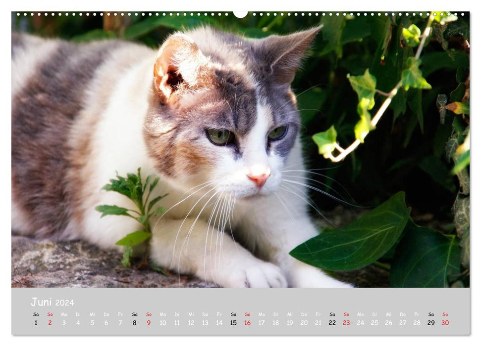 Katzen des Südens (CALVENDO Wandkalender 2024)