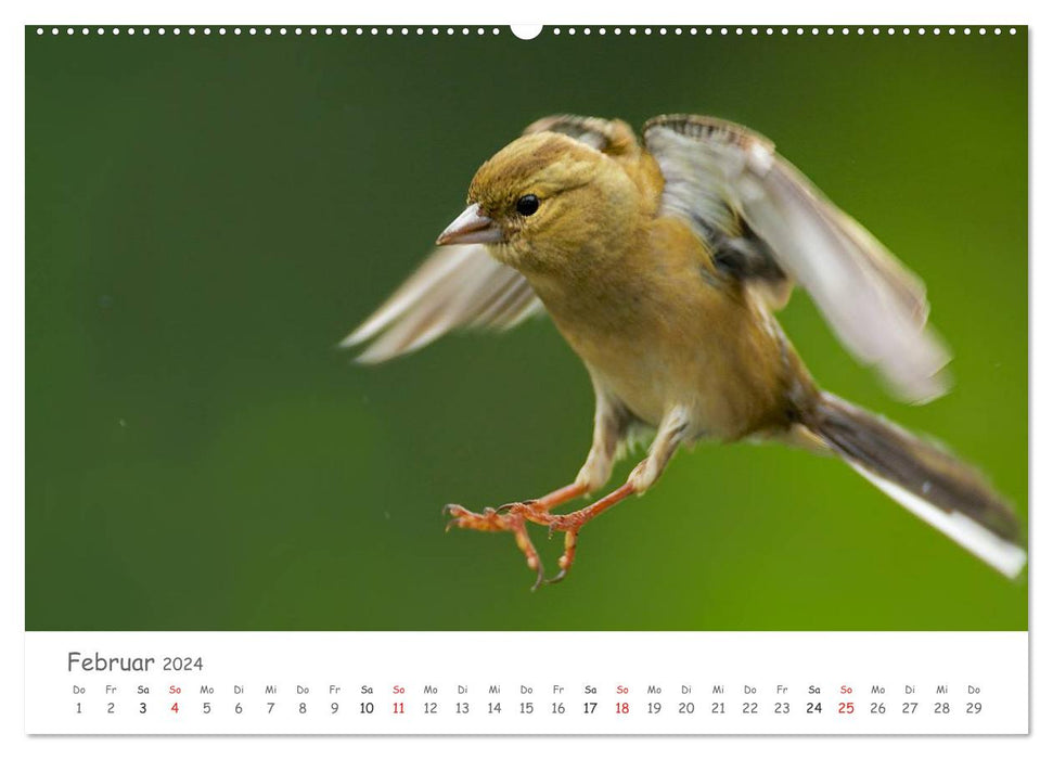 Bardes à plumes - oiseaux chanteurs de notre région (Calendrier mural CALVENDO 2024) 