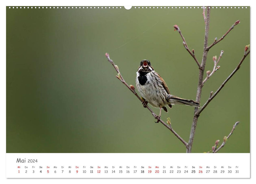 Bardes à plumes - oiseaux chanteurs de notre région (Calendrier mural CALVENDO 2024) 