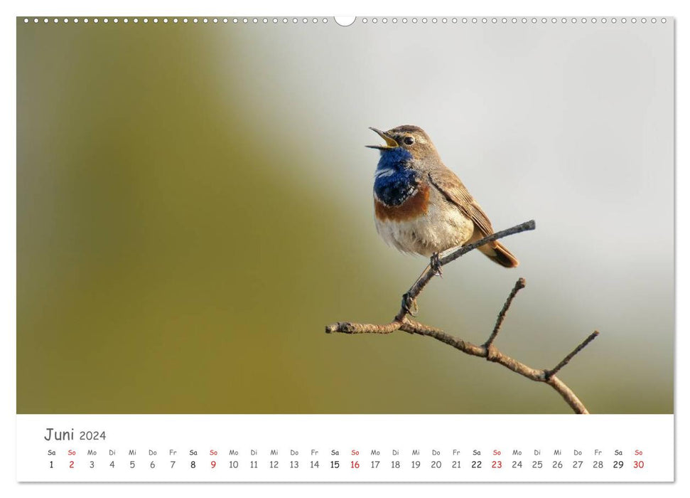 Bardes à plumes - oiseaux chanteurs de notre région (Calendrier mural CALVENDO 2024) 