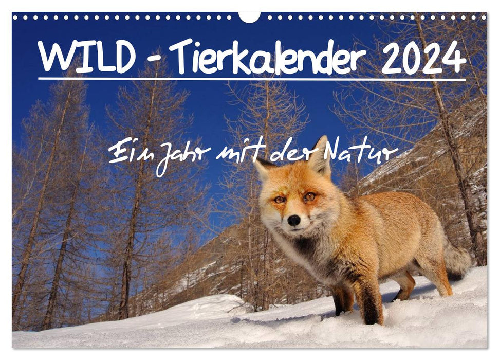 WILD - Calendrier des animaux 2024 (Calvendo mural CALVENDO 2024) 