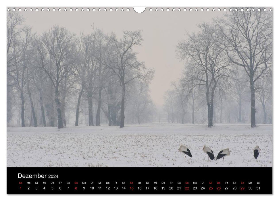 WILD - Animal Calendar 2024 (CALVENDO Wall Calendar 2024) 