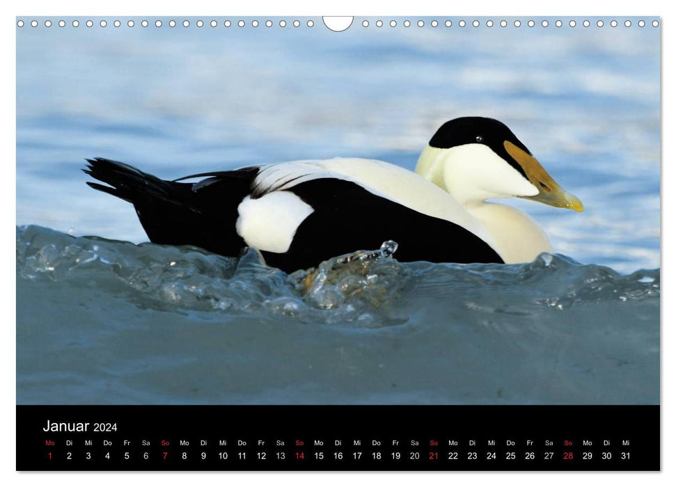 WILD - Tierkalender 2024 (CALVENDO Wandkalender 2024)