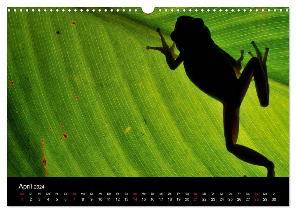 WILD - Tierkalender 2024 (CALVENDO Wandkalender 2024)