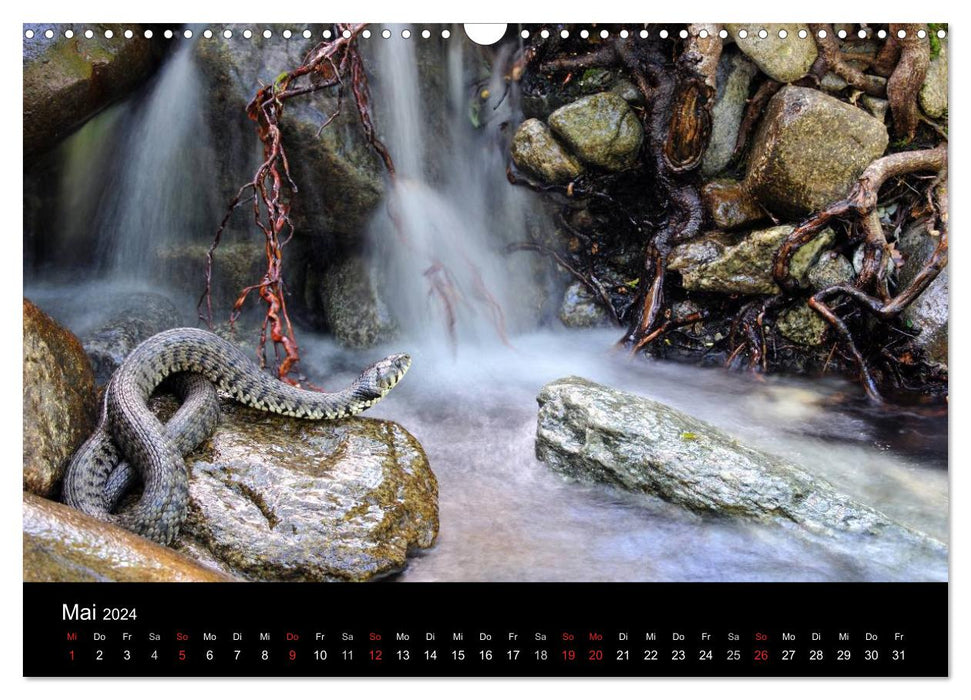 WILD - Calendrier des animaux 2024 (Calvendo mural CALVENDO 2024) 