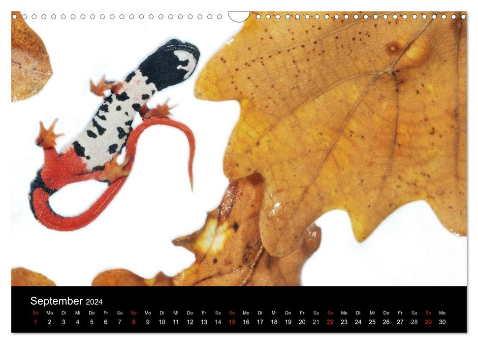 WILD - Animal Calendar 2024 (CALVENDO Wall Calendar 2024) 