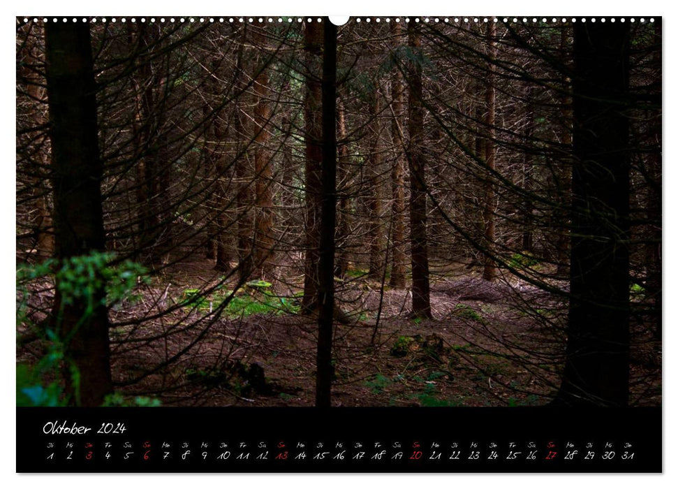 Wald (CALVENDO Premium Wandkalender 2024)