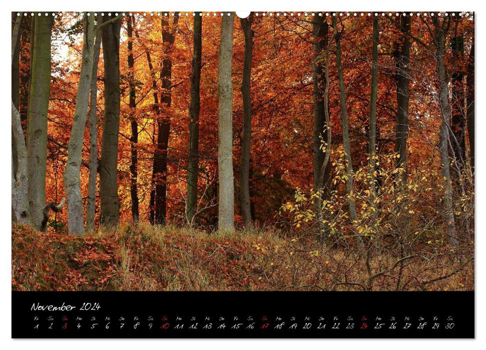 Forest (CALVENDO Premium Wall Calendar 2024) 