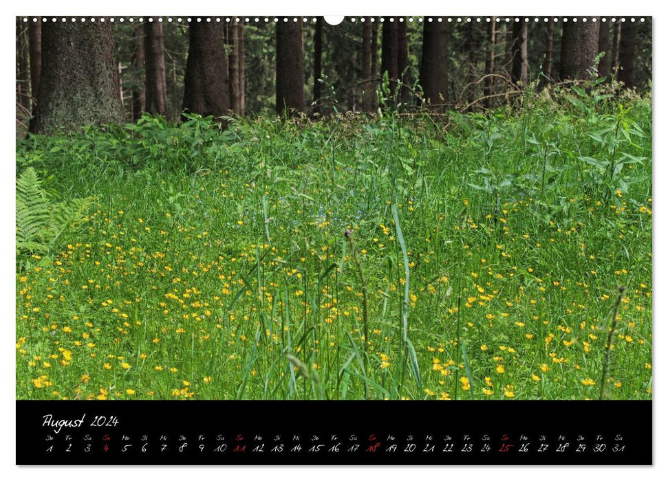 Forest (CALVENDO Premium Wall Calendar 2024) 