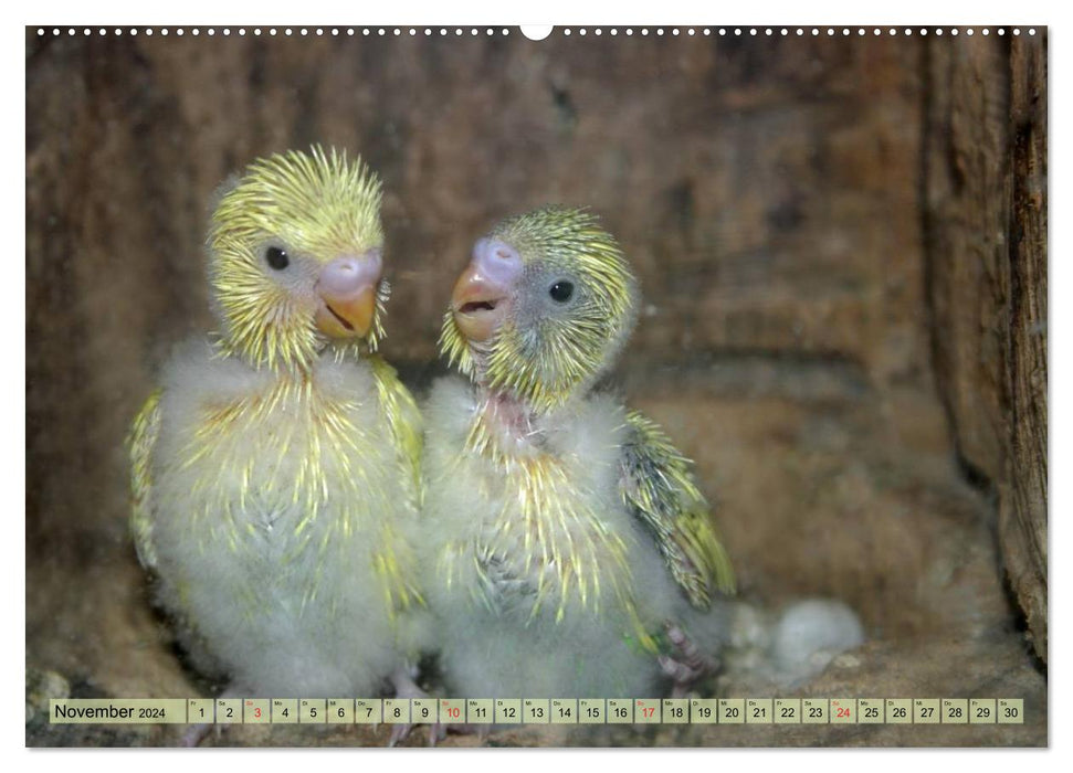 Budgies (CALVENDO Premium Wall Calendar 2024) 