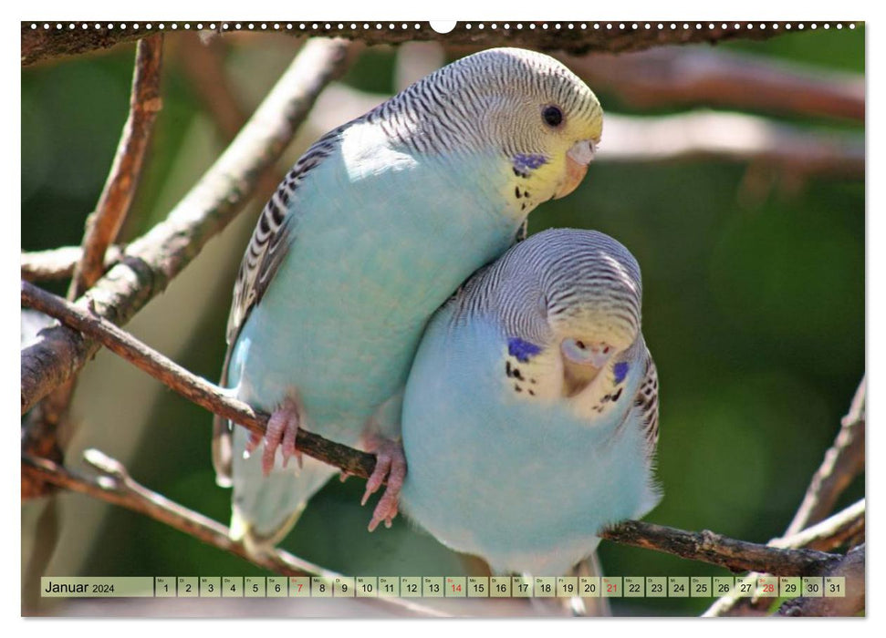 Budgies (CALVENDO Premium Wall Calendar 2024) 