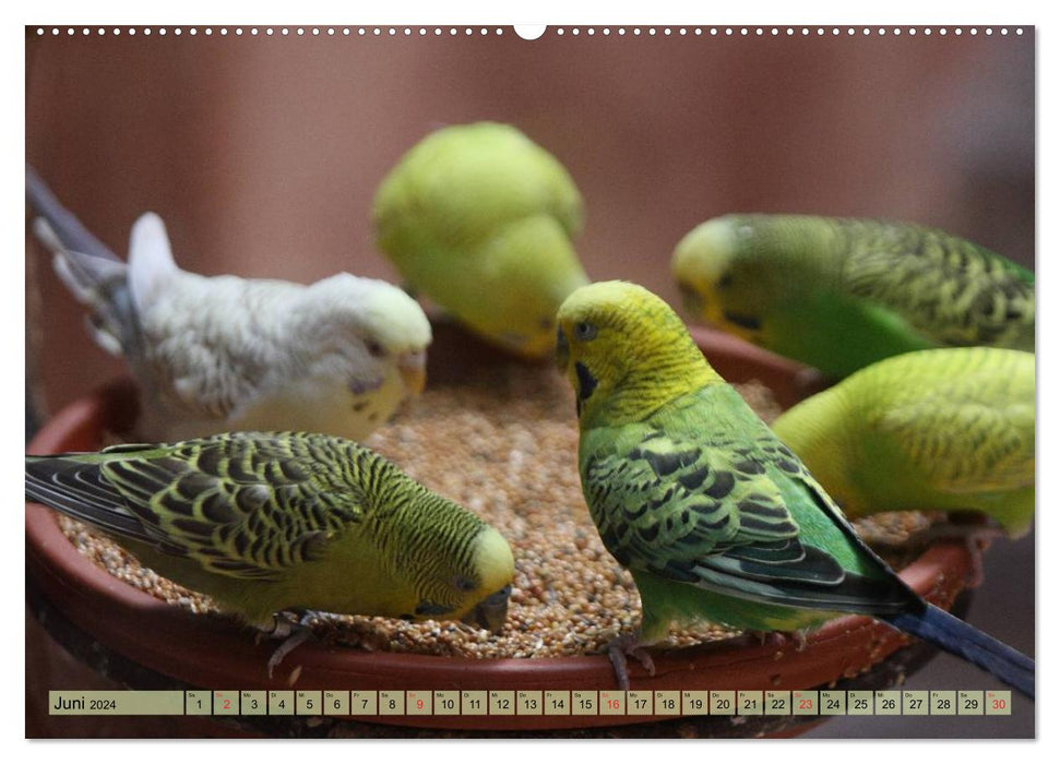 Budgies (CALVENDO Premium Wall Calendar 2024) 