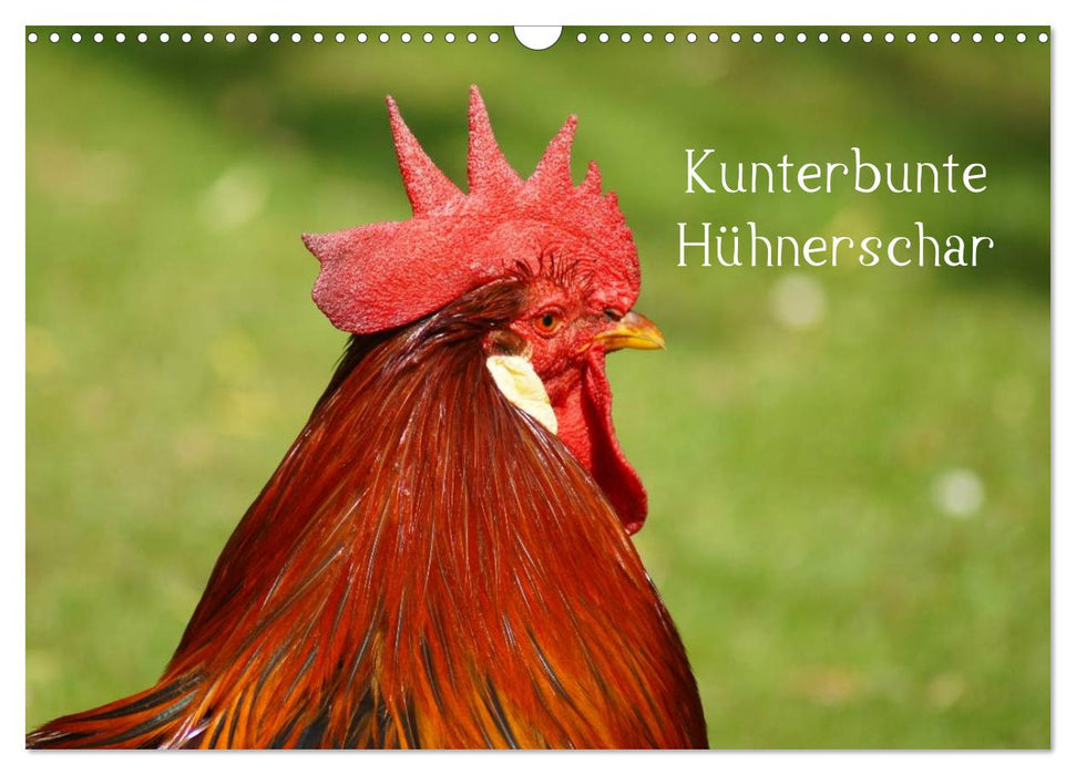 Kunterbunte Hühnerschar (CALVENDO Wandkalender 2024)