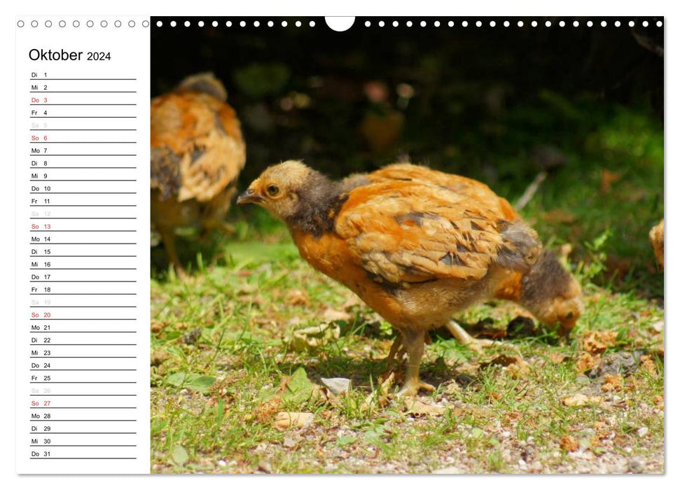 Colorful flock of chickens (CALVENDO wall calendar 2024) 