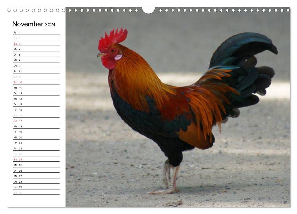 Colorful flock of chickens (CALVENDO wall calendar 2024) 