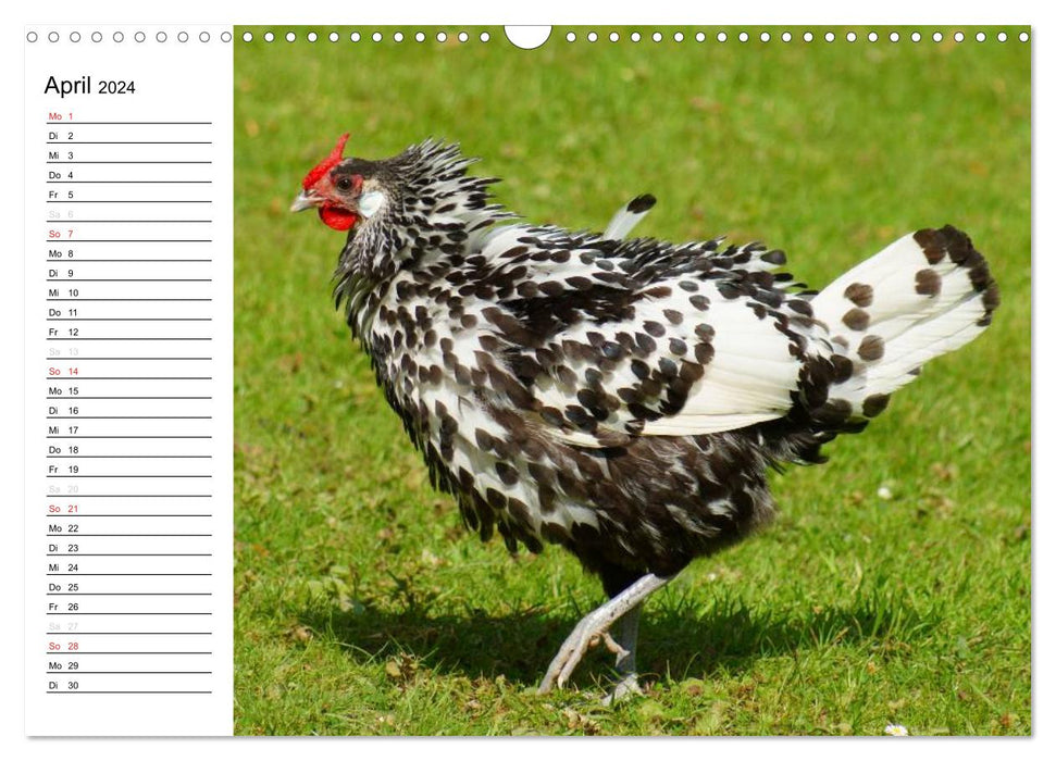 Colorful flock of chickens (CALVENDO wall calendar 2024) 