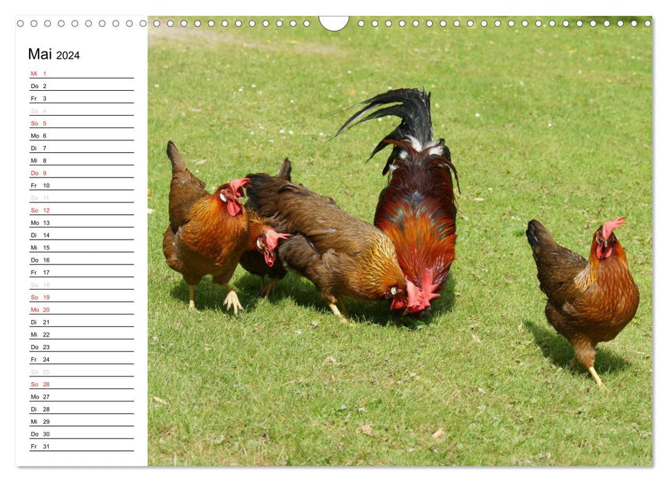 Troupeau de poules colorées (calendrier mural CALVENDO 2024) 