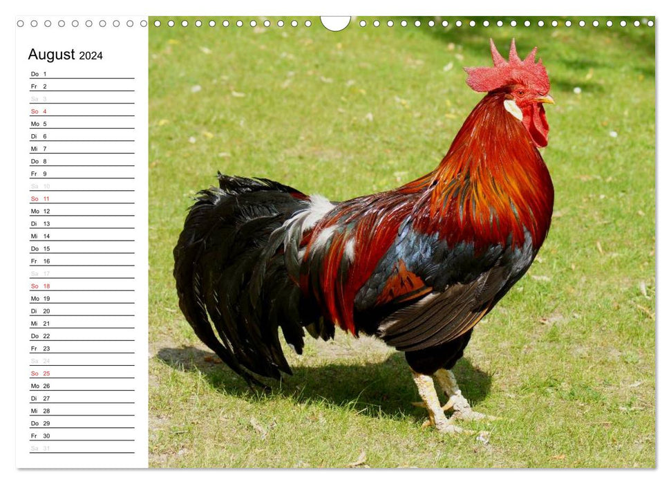 Troupeau de poules colorées (calendrier mural CALVENDO 2024) 