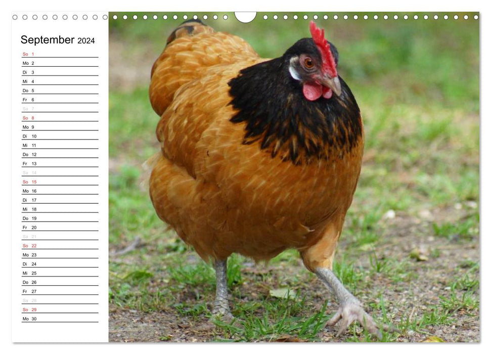 Colorful flock of chickens (CALVENDO wall calendar 2024) 