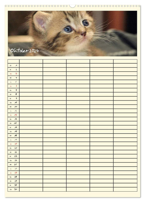 Magical Cats - Family Planner (CALVENDO Premium Wall Calendar 2024) 