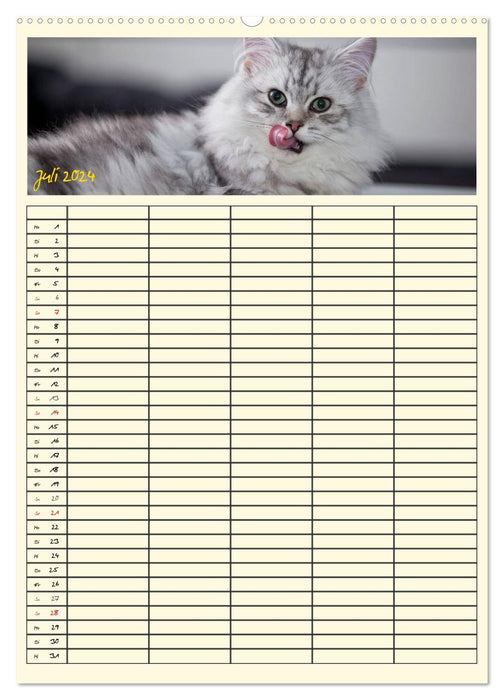 Zauberhafte Katzen - Familienplaner (CALVENDO Premium Wandkalender 2024)