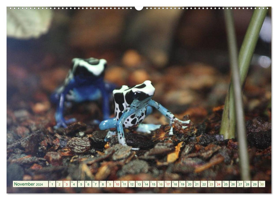 Tree climbing frogs. Poison dart frogs - dangerously beautiful (CALVENDO Premium Wall Calendar 2024) 