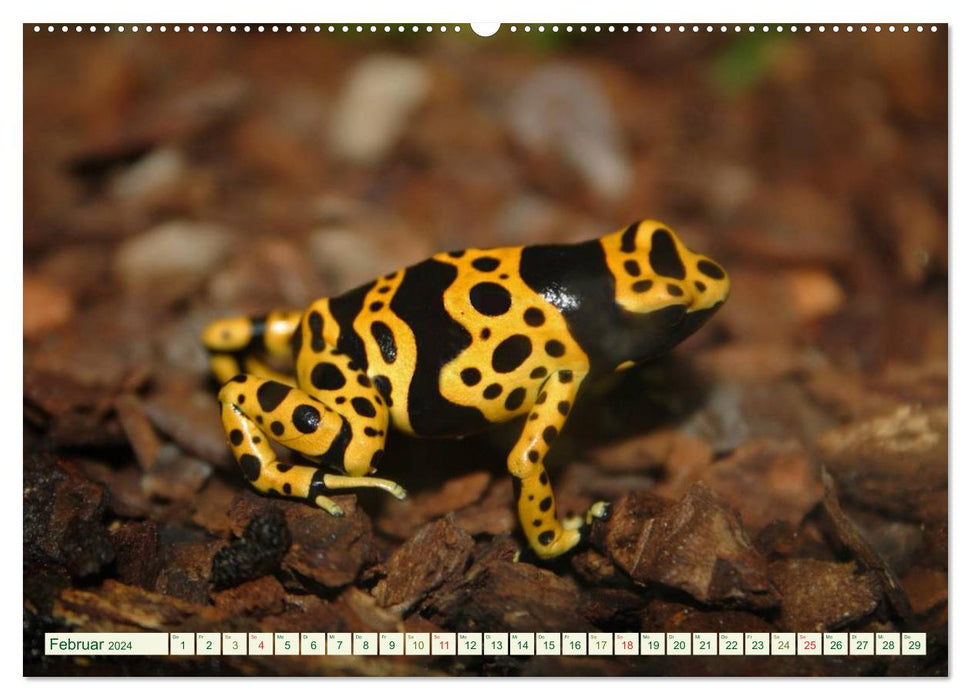 Tree climbing frogs. Poison dart frogs - dangerously beautiful (CALVENDO Premium Wall Calendar 2024) 