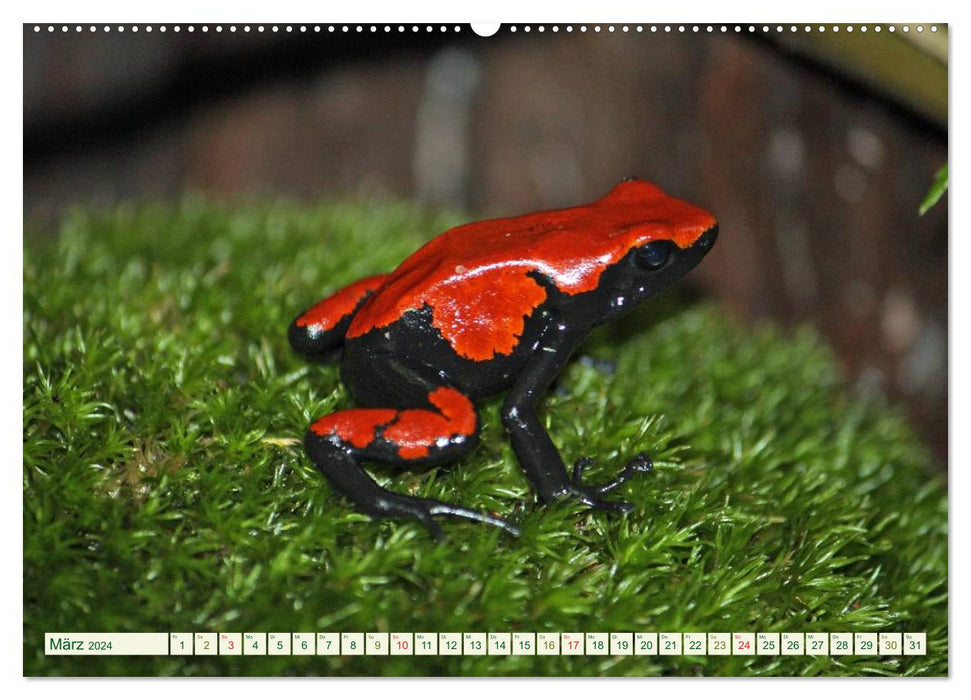 Tree climbing frogs. Poison dart frogs - dangerously beautiful (CALVENDO Premium Wall Calendar 2024) 