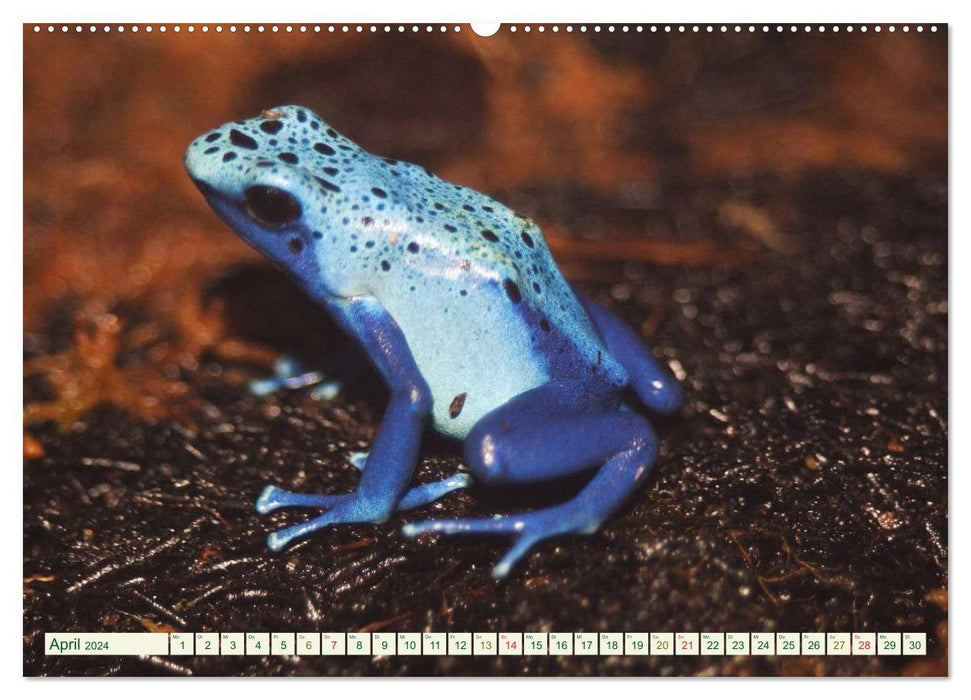 Tree climbing frogs. Poison dart frogs - dangerously beautiful (CALVENDO Premium Wall Calendar 2024) 