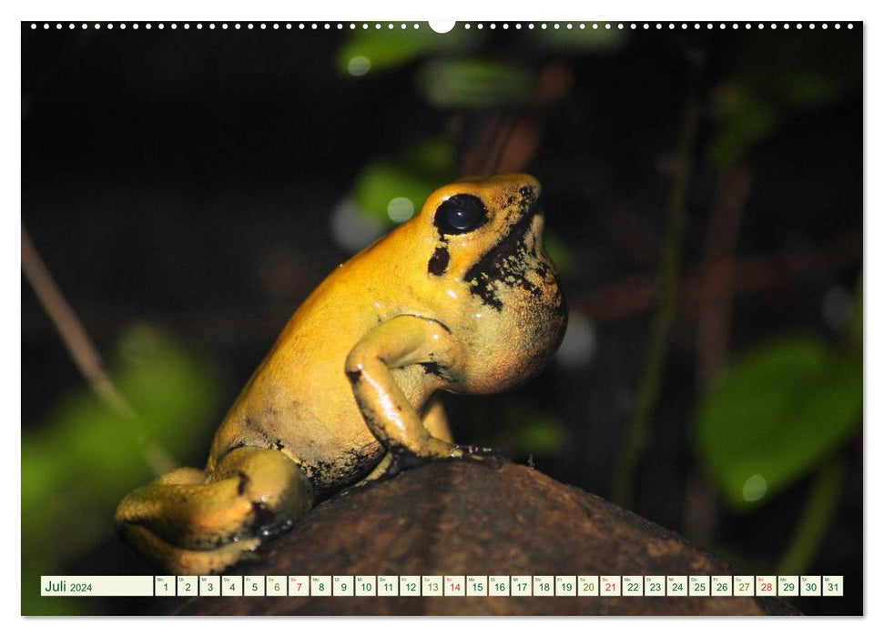 Tree climbing frogs. Poison dart frogs - dangerously beautiful (CALVENDO Premium Wall Calendar 2024) 