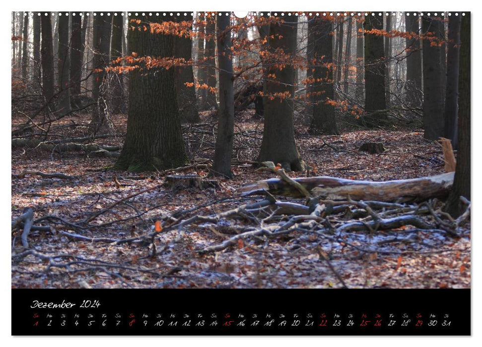 Forest (CALVENDO wall calendar 2024) 