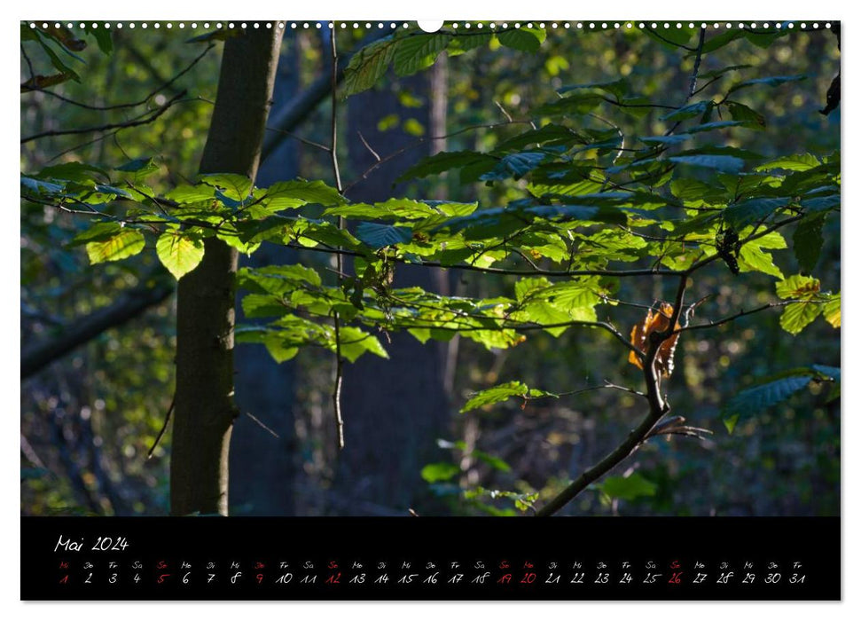 Wald (CALVENDO Wandkalender 2024)